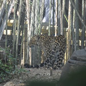Big Cat Falls - Amur Leopard (Panthera pardus orientalis)