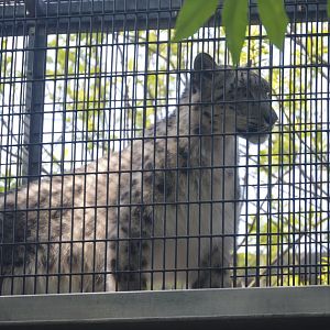 Big Cat Falls - Snow Leopard (Panthera uncia)