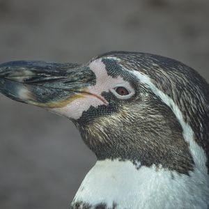 Penguin Point - Humboldt Penguin (Spheniscus humboldti)