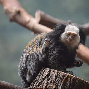Rare Animal Conservation Center - Geoffroy's Marmoset (Callithrix geoffroyi)