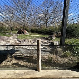 Spotted Hyena Exhibit