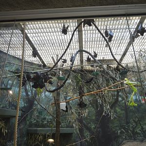 Rare Animal Conservation Center - Rodrigues Flying-fox (Pteropus rodricensis)