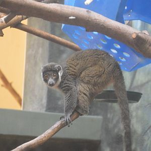 Rare Animal Conservation Center - Mongoose Lemur (Eulemur mongoz)