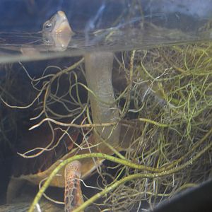 Reptile and Amphibian House - McCord's box turtle (Cuora mccordi)
