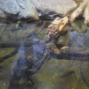 Reptile and Amphibian House - Cuvier's Dwarf Caiman (Paleosuchus palpebrosus)