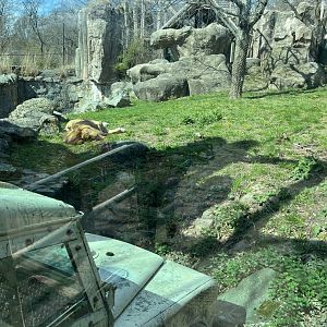 Lion Exhibit