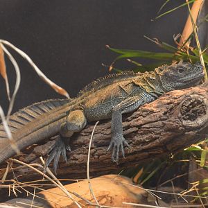 Reptile and Amphibian House - Weber's Sailfin Lizard (Hydrosaurus weberi)