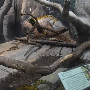 Reptile and Amphibian House - Green Anacondas (Eunectes murinus)