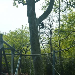 PECO Primate Reserve - White-handed Gibbon (Hylobates lar)