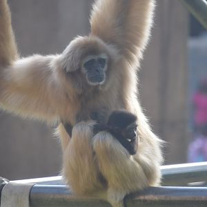 PECO Primate Reserve - White-handed Gibbon (Hylobates lar) - Mother Phoenice and Infant Eros