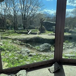 Lion Exhibit