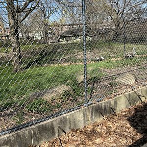 Kori Bustard Exhibit
