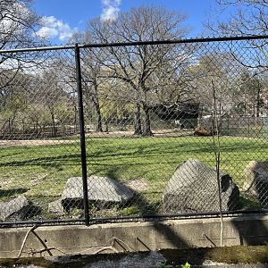 Bactrian Camel Exhibit