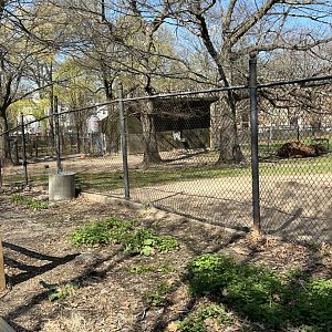 Bactrian Camel Exhibit