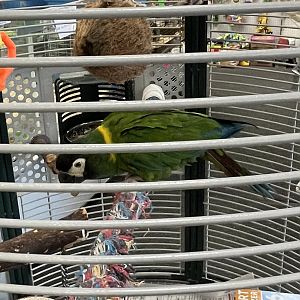ID? - parrot in pet shop, Myrtle Beach, SC