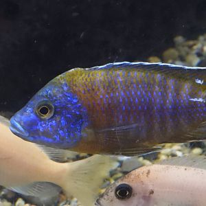 Cichlid 2 (Las Vegas Natural History Museum)