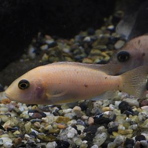Cichlid 1 (Las Vegas Natural History Museum)