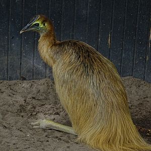 Juvenile Southern cassowary (Casuarius casuarius)