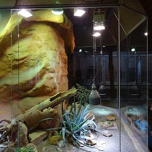 Africa house; terrarium for Egyptian tortoise and black hardun