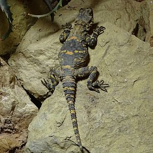 Black hardun (Stellagama stellio picea)