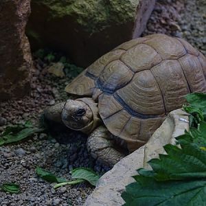 Egyptian tortoise (Testudo kleinmanni)