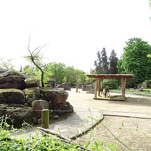 African savannah paddock (blesbok, zebra & guineafowl)