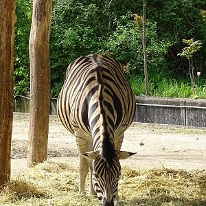 Burchell's zebra (Equus quagga burchellii)