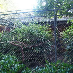 Red-crowned amazon aviary, 2023-09-24