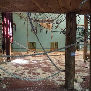 Chimpanzee indoor exhibit, 2023-09-24