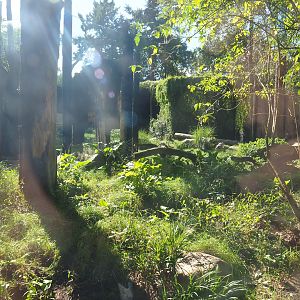 Spotted hyena exhibit, 2023-09-24