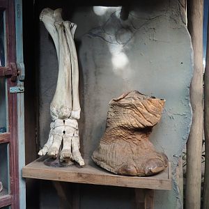 Asian elephant foot display, 2023-09-24