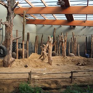 Asian elephant indoor paddock, 2023-09-24