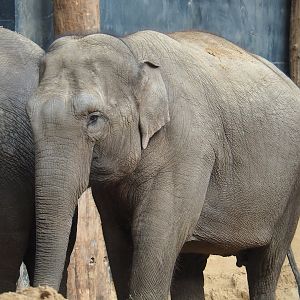 Asian elephant (Elephas maximus), 2023-09-24