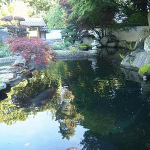 Japanese garden - Koi and Sturgeon pond, 2023-09-24
