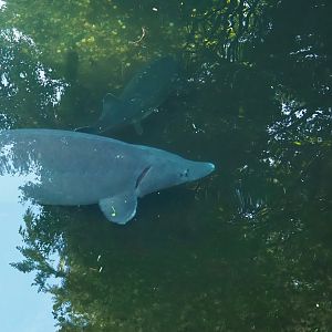 Siberian sturgeon (Acipenser baerii), 2023-09-24