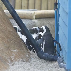 African Penguins