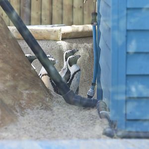 African Penguins at Penguin Beach