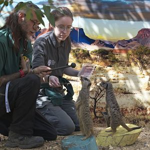 Meerkat target training