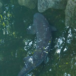 White sturgeon (Acipenser transmontanus), 2023-09-24