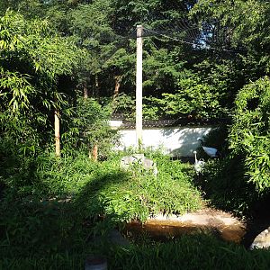 Red-crowned crane exhibit, 2023-09-24