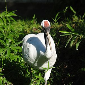 Red-crowned crane (Grus japonensis), 2023-09-24