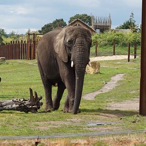 African elephant - Five
