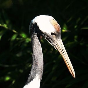Red-crowned crane (Grus japonensis), 2023-09-24