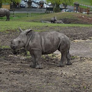 Southern white rhinoceros - Malaika