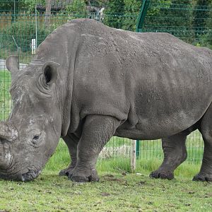 Southern white rhinoceros