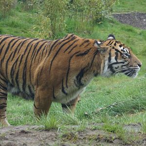 Sumatran tiger