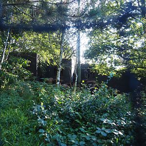 Snavelrijk ('Kingdom of Beaks') aviary - Wall with Eurasian griffon vulture nesting areas, 2023-09-24