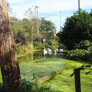 Snavelrijk ('Kingdom of Beaks') aviary, 2023-09-24
