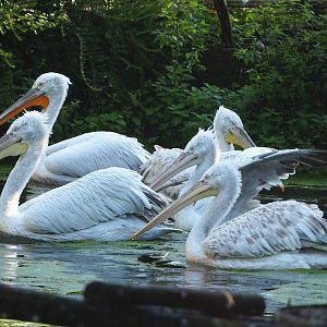 Dalmatian pelicans (Pelecanus crispus), 2023-09-24