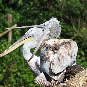 Dalmatian pelicans (Pelecanus crispus), 2023-09-24